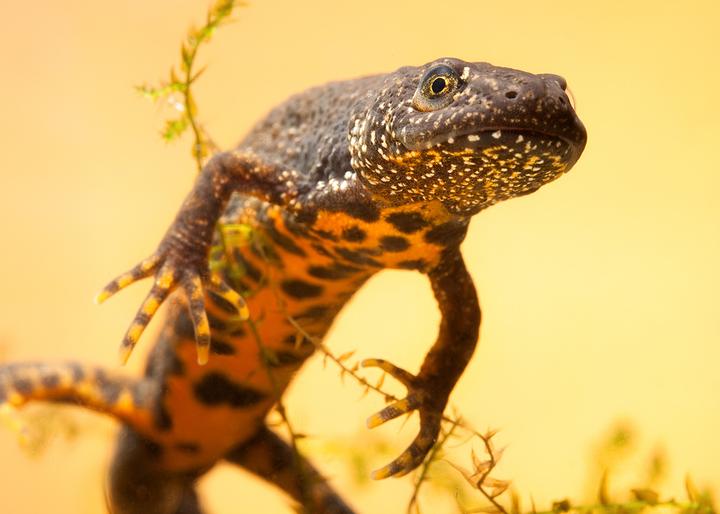 great crested newt swimming